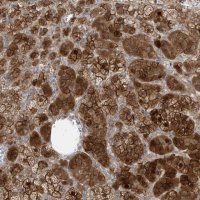Anti-DNAJC12 antibody produced in rabbit 
