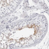 Anti-DNALI1 antibody produced in rabbit 