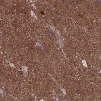 Anti-DNM1L antibody produced in rabbit 