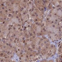 Anti-DNPEP antibody produced in rabbit 