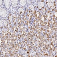 Anti-DPCR1 antibody produced in rabbit 