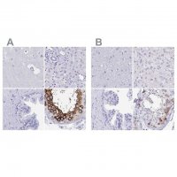 Anti-DPEP3 antibody produced in rabbit 