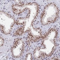 Anti-DPY30 antibody produced in rabbit 