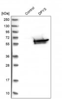 Anti-DPYS antibody produced in rabbit 