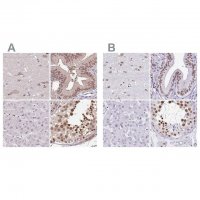 Anti-DR1 antibody produced in rabbit 