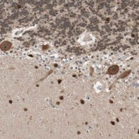 Anti-DRAP1 antibody produced in rabbit HPA006790-100UL
