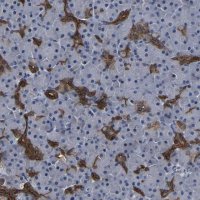 Anti-DSCR4 antibody produced in rabbit 