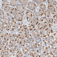 Anti-DUOX1 antibody produced in rabbit 