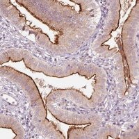 Anti-DUOXA2 antibody produced in rabbit 