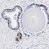 Anti-DUSP26 antibody produced in rabbit HPA018221-100UL