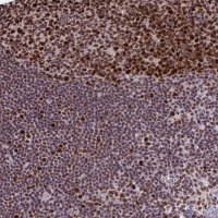 Anti-DUT antibody produced in rabbit 