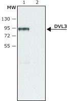Anti-DVL3 (C-terminal region) antibody produced in rabbit 