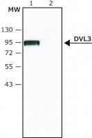Anti-DVL3 (N-terminal) antibody produced in rabbit 