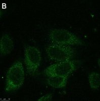 Anti-Dynein Antibody, clone 74.1 ZooMAb Mouse Monoclonal 