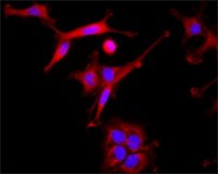 Anti-Dysbindin antibody produced in rabbit SAB4200409-200UL
