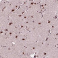 Anti-EAF1 antibody produced in rabbit 