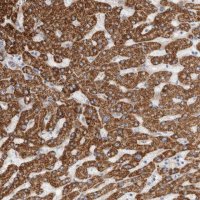Anti-ECHDC2 antibody produced in rabbit 