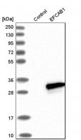 Anti-EFCAB1 antibody produced in rabbit 