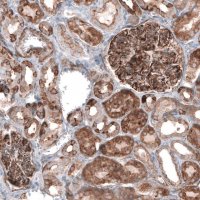 Anti-EFHD1 antibody produced in rabbit 