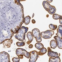 Anti-EGFR antibody produced in rabbit 