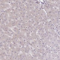Anti-EIF2B2 antibody produced in rabbit 