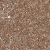 Anti-EIF3E antibody produced in rabbit HPA023973-100UL