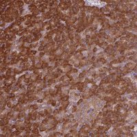 Anti-EIF3J antibody produced in rabbit 