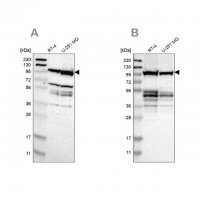 Anti-EIF4G2 antibody produced in rabbit 
