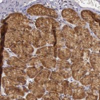 Anti-EIF5 antibody produced in rabbit 