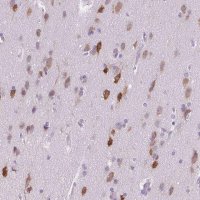 Anti-ELAVL2 antibody produced in rabbit 