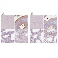 Anti-ELSPBP1 antibody produced in rabbit 