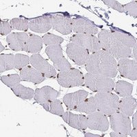 Anti-EMD antibody produced in rabbit 