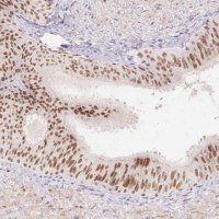 Anti-EMX2 antibody produced in rabbit 
