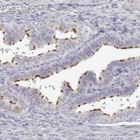 Anti-ENO4 antibody produced in rabbit 