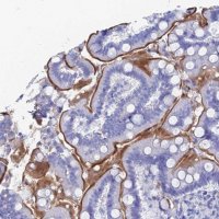 Anti-ENPP3 antibody produced in rabbit 