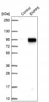 Anti-ENPP5 antibody produced in rabbit 