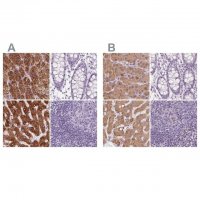 Anti-EPHX1 antibody produced in rabbit 