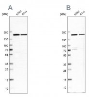 Anti-EPRS antibody produced in rabbit 