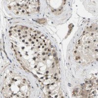 Anti-ERBB4 antibody produced in rabbit 