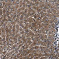 Anti-ERGIC1 antibody produced in rabbit HPA018666-100UL