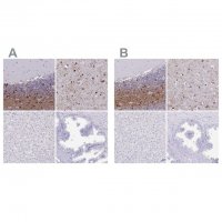 Anti-ERMN antibody produced in rabbit 