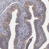 Anti-ESYT2 antibody produced in rabbit 