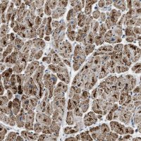 Anti-ETFB antibody produced in rabbit 