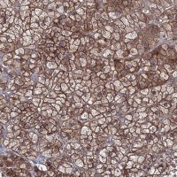 Anti-EXOC6 antibody produced in rabbit 