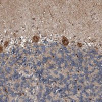 Anti-EXOC8 antibody produced in rabbit 