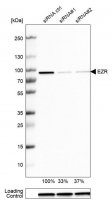 Anti-EZR antibody produced in rabbit 