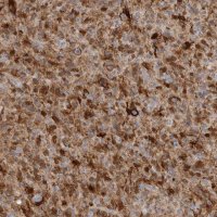 Anti-FABP7 antibody produced in rabbit 