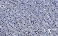 Anti-Factor IX Antibody, clone 1C9 ZooMAb Rabbit Monoclonal 