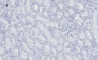 Anti-FADD Antibody, clone 11N7, ZooMAb Rabbit Monoclonal 