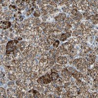 Anti-FAM163A antibody produced in rabbit HPA010778-100UL